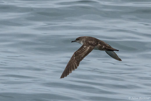 Puffin des Baléares — Puffinus mauretanicus P. R. Lowe, 1921