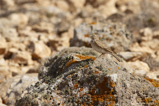 Alouette pispolette — Alaudala rufescens (Vieillot, 1820)