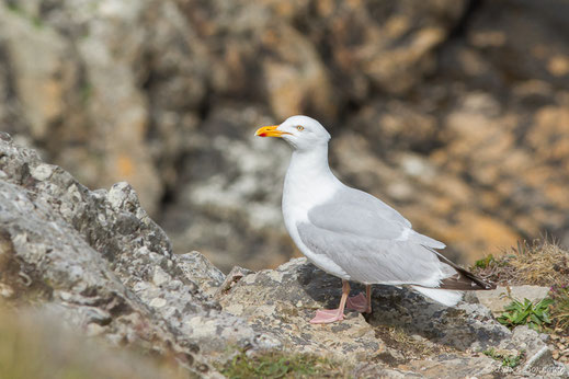 Goéland argenté — Larus argentatus Pontoppidan, 1763