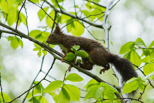 Écureuil roux — Sciurus vulgaris Linnaeus, 1758