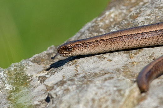 Orvet fragile — Anguis fragilis Linnaeus, 1758