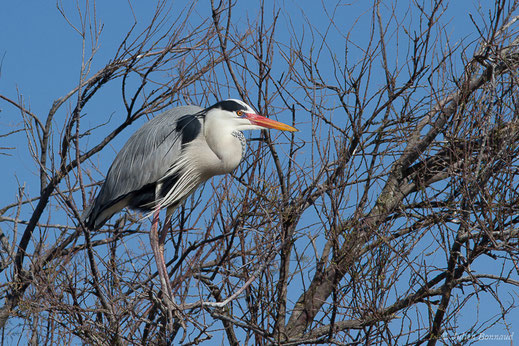 Héron cendré — Ardea cinerea Linnaeus, 1758