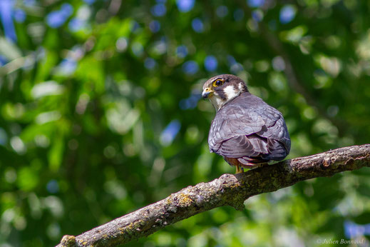 Faucon hobereau — Falco subbuteo Linnaeus, 1758