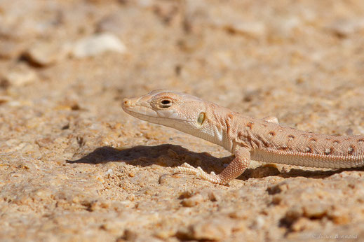 Eremias à taches rouges — Mesalina rubropunctata (Lichtenstein, 1823)