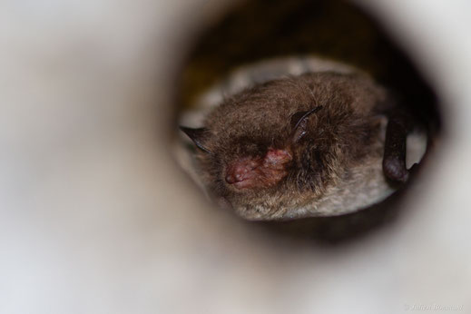 Murin de Daubenton — Myotis daubentonii (Kuhl, 1817)
