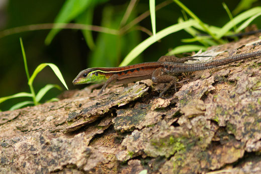 Kentropyx à éperons — Kentropyx calcarata Spix, 1825