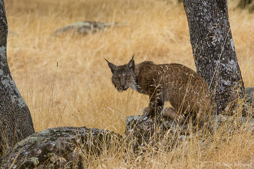 Lynx pardelle — Lynx pardinus (Temminck, 1827)