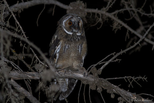 Hibou moyen-duc — Asio otus (Linnaeus, 1758)