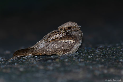 Engoulevent d'Europe — Caprimulgus europaeus Linnaeus, 1758