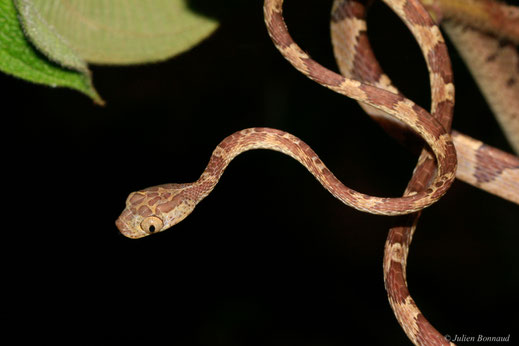 Imantode à nuque tatouée — Imantodes cenchoa (Linnaeus, 1758)