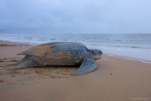 Tortue luth — Dermochelys coriacea (Vandelli, 1761)