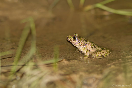 Pélodyte ponctué — Pelodytes punctatus (Daudin, 1803)