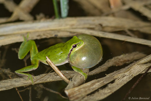 Rainette méridionale — Hyla meridionalis Böttger, 1874
