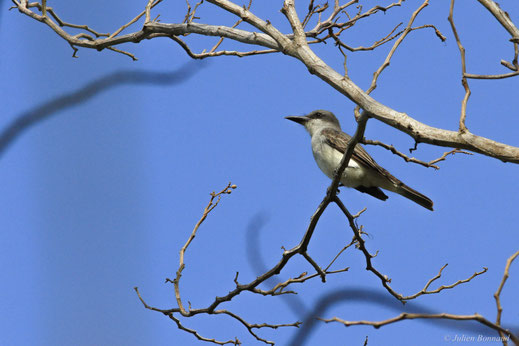 Tyran gris — Tyrannus dominicensis vorax Vieillot, 1819