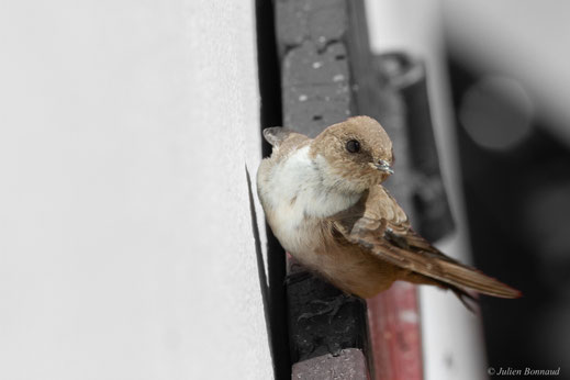 Hirondelle de rochers — Ptyonoprogne rupestris (Scopoli, 1769)