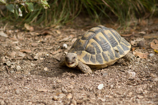 Tortue d'Hermann — Testudo hermanni Gmelin, 1789