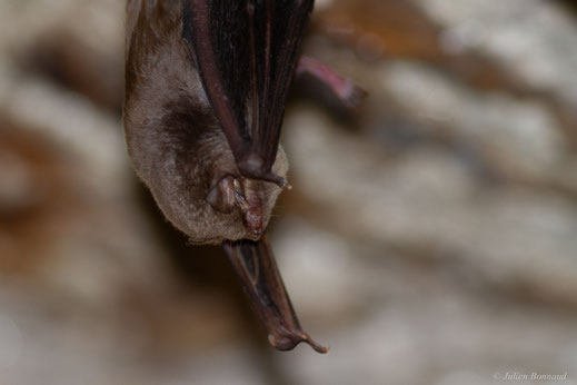 Minioptère de Schreibers — Miniopterus schreibersii (Natterer in Kuhl, 1817)