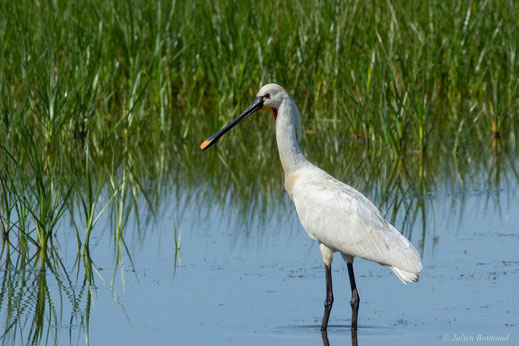 Spatule blanche — Platalea leucorodia Linnaeus, 1758