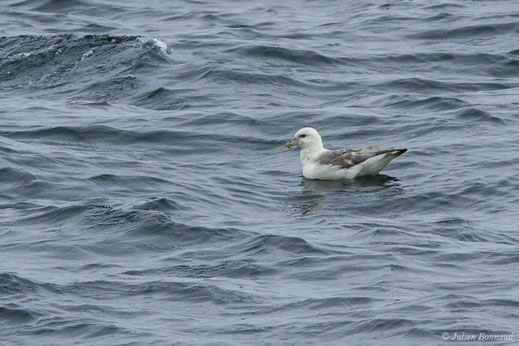 Fulmar boréal — Fulmarus glacialis (Linnaeus, 1761)