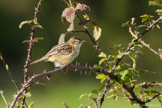 Cisitcole des joncs — Cisticola juncidis (Rafinesque, 1810)