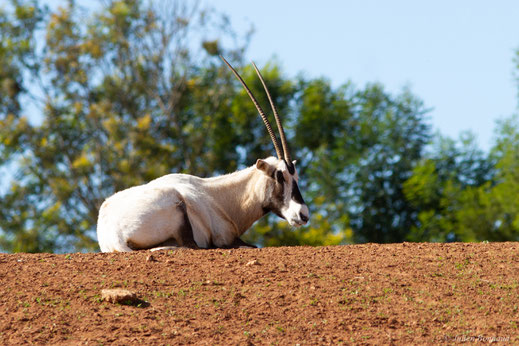 Oryx d'Arabie — Oryx leucoryx (Pallas, 1777)