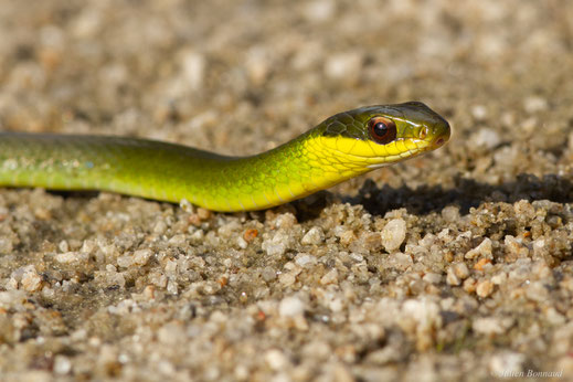 Couleuvre sévère — Drymoluber dichrous (W. Peters, 1863)