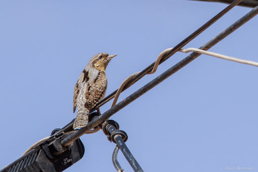 Torcol fourmilier — Jynx torquilla Linnaeus, 1758