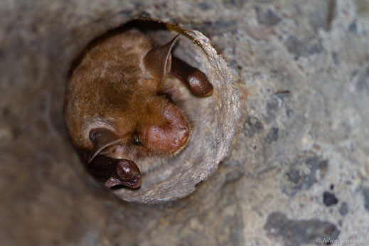 Grand Murin — Myotis myotis (Borkhausen, 1797)
