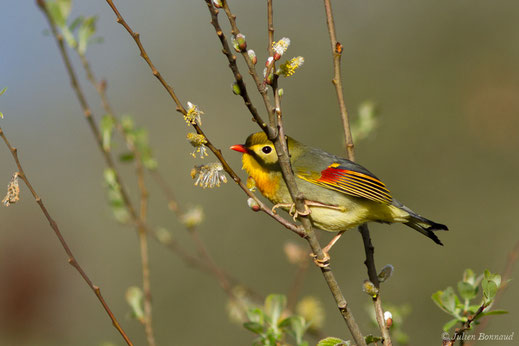 Léiothrix jaune — Leiothrix lutea (Scopoli, 1786)