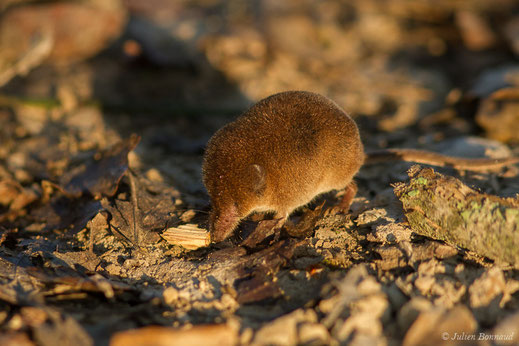 Musaraigne pygmée — Sorex minutus Linnaeus, 1766