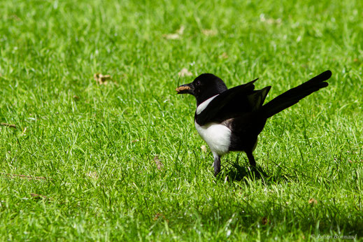 Pie bavarde — Pica pica (Linnaeus, 1758)