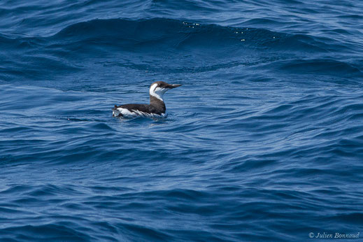 Guillemot de Troïl — Uria aalge (Pontoppidan, 1763)