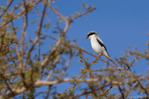 Pie-grièche grise — Lanius excubitor Linnaeus, 1758