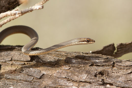 Couleuvre de Forsskal — Psammophis schokari (Forskål, 1775)