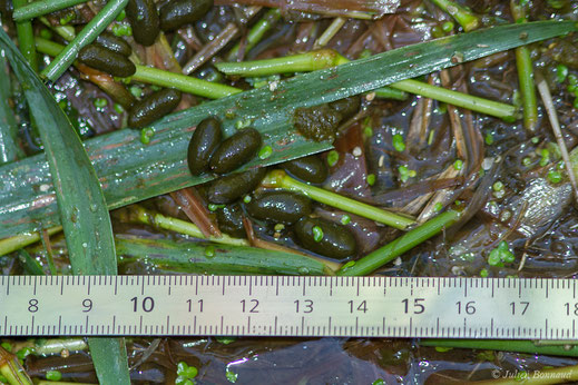 Campagnol amphibie — Arvicola sapidus Miller, 1908