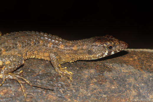 Neusticure du Suriname — Neusticurus surinamensis L. Müller, 1924