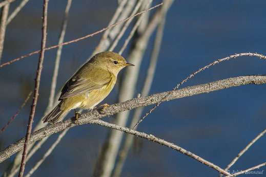 Pouillot véloce — Phylloscopus collybita (Vieillot, 1817)