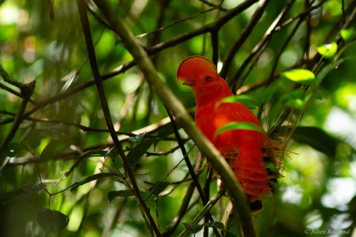 Coq-de-roche orange — Rupicola rupicola (Linnaeus, 1766)