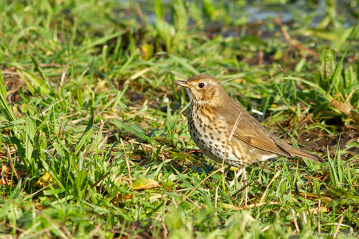 Grive musicienne — Turdus philomelos C. L. Brehm, 1831