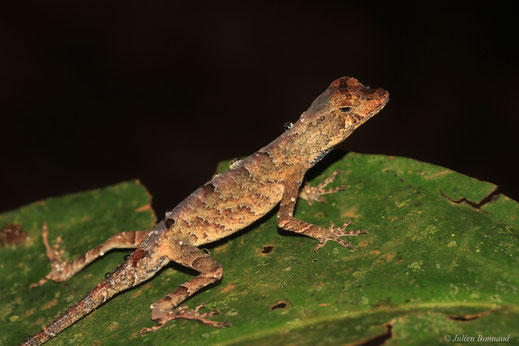Anolis à fanon bleu — Norops chrysolepis (Duméril & Bibron, 1837)