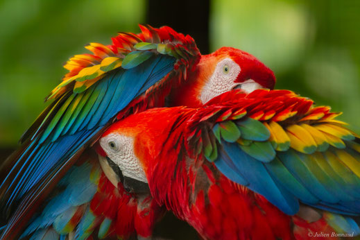 Ara rouge — Ara macao (Linnaeus, 1758)