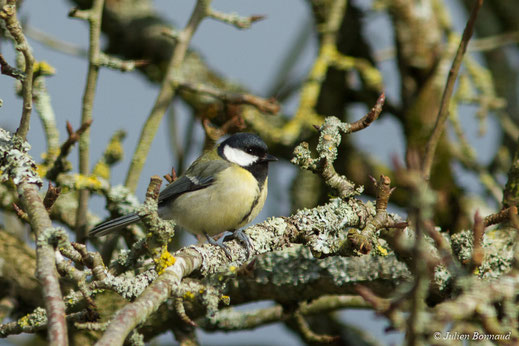 Mésange charbonnière — Parus major Linnaeus, 1758