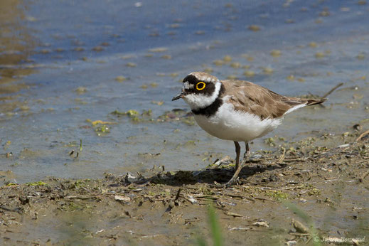 Petit gravelot — Charadrius dubius Scopoli, 1786