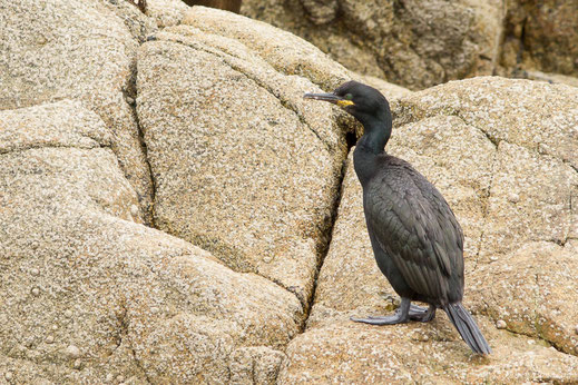 Cormoran huppé — Phalacrocorax aristotelis (Linnaeus, 1760)
