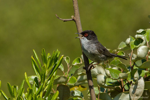 Fauvette mélanocéphale — Curruca melanocephala (Gmelin, 1789)