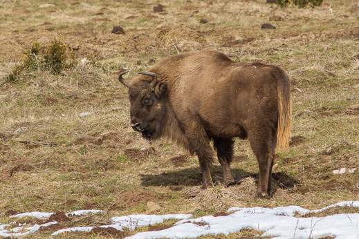 Bison d'Europe — Bison bonasus (Linnaeus, 1758)