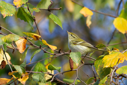 Pouillot à grands sourcils — Phylloscopus inornatus (Blyth, 1842)
