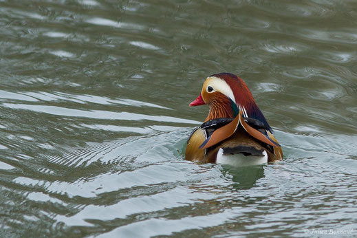 Canard mandarin — Aix galericulata (Linnaeus, 1758)