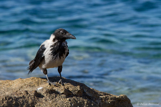 Corneille mantelée — Corvus corone cornix Linnaeus, 1758