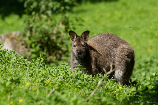 Wallaby de Bennett — Macropus rufogriseus (Desmarest, 1817)